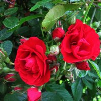 Красота в саду :: Людмила Смородинская