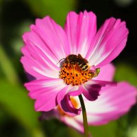 Утро начинается с космеи :: Юрий. Шмаков