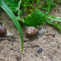 Подружки на прогулке :: Марина Мамаева