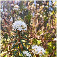 Лесной багульник. :: Валерия Комова Лесной багульник. :: Валерия Комова