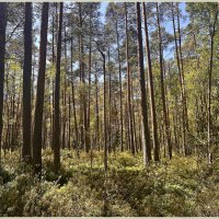Летний лес. :: Валерия Комова