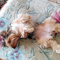 Разморило... :: Владимир Драгунский