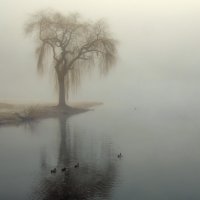 Ивушка :: Андроник Александр 