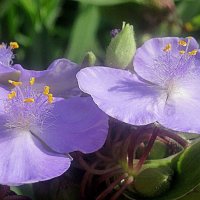 Цветы лета :: Елена Семигина