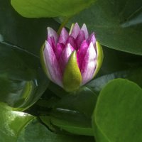 Кувшинка красной лилии :: Валентин Семчишин Кувшинка красной лилии :: Валентин Семчишин