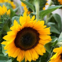 1 июля..... :: Алёна Савина 1 июля..... :: Алёна Савина