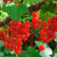 Красная смородина :: Валентина Богатко Красная смородина :: Валентина Богатко