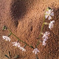 Каким то чудом выросли :: Натали 