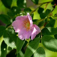 Шиповник :: Татьяна Лютаева