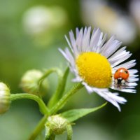 *** :: Надежда Куркина 