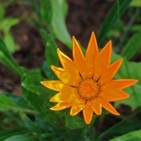 Гацания оранж :: Светлана 