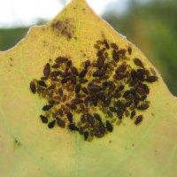 Тли :: Anna Ivanova