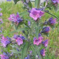 красавец сорняк :: Галина Флора