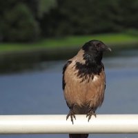 Что вы там про сыр говорили? :: Магомед . Что вы там про сыр говорили? :: Магомед .