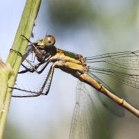 Завтрак  на  траве :: Геннадий Супрун