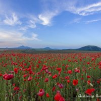 маки Ставрополья :: Александр Богатырёв
