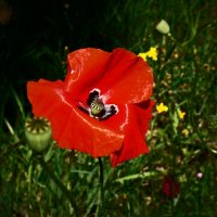 Летние этюды 48 :: Алексей Кузнецов