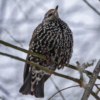 Февральский скворец. :: Александр 