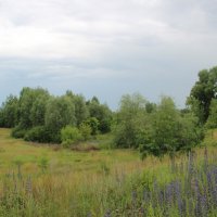 Лето. :: Венера Чуйкова