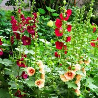 Разноцветная мальва :: Андрей Снегерёв Разноцветная мальва :: Андрей Снегерёв