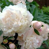 Нежные :: Мария Васильева