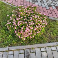 Спирея японская Литтл Принцесс (Spiraea japonica Little Princess) :: Денис Бочкарёв Спирея японская Литтл Принцесс (Spiraea japonica Little Princess) :: Денис Бочкарёв