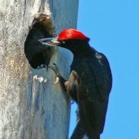 гнездо черного дятла :: gawrilа - dan