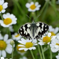 в последний день июня 9 :: Александр Прокудин