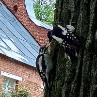 Дятлы :: Сапсан 