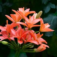 Городские цветы. :: Милешкин Владимир Алексеевич 