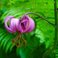 Лилия кудреватая (саранка). :: Милешкин Владимир Алексеевич 