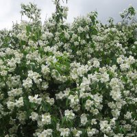 Цветёт чубушник :: Лидия Бусурина Цветёт чубушник :: Лидия Бусурина