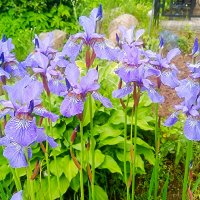 Ирис :: Сергей Кочнев