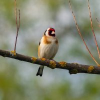 ** :: Виталий Емельянов ** :: Виталий Емельянов