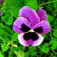 Красавица :: Людмила Смородинская