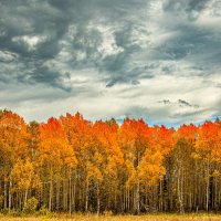 Осинки :: александр 