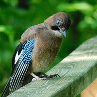 Слеток сойки :: Лина 