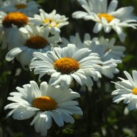 Ромашки :: Юрий. Шмаков