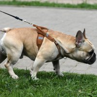 Москва. Парад французских бульдогов в усадьбе «Воронцово». :: Наташа *****