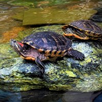 Черепахи в центре столицы. :: Татьяна Помогалова Черепахи в центре столицы. :: Татьяна Помогалова