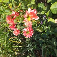 жизнь у подъезда :: Галина Флора жизнь у подъезда :: Галина Флора