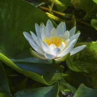 Белоснежная  лилия :: Валентин Семчишин