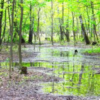 ВЕСЕННЯЯ РАСПУТИЦА В ПАРКЕ :: Валентина 