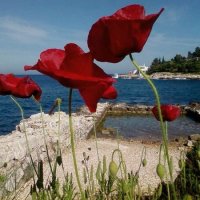 Маки :: Натали 