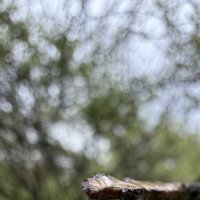 После дождя :: mvictoriya 