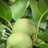 яблочки :: Светлана Кузнецова