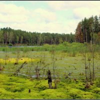 озеро зарастает... :: Aleksandr Gal