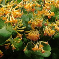 Каприфоль :: Рита Симонова