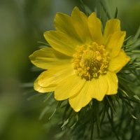 Адонис :: Дмитрий Шемонаев