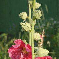 Красавица шток роза. :: сергей ермошкин